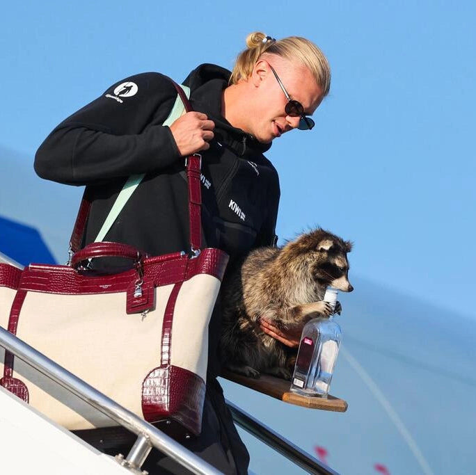 A woman in a black jacket and sunglasses walks down airplane stairs while carrying a large cream and burgundy tote bag and holding a raccoon on her shoulder.